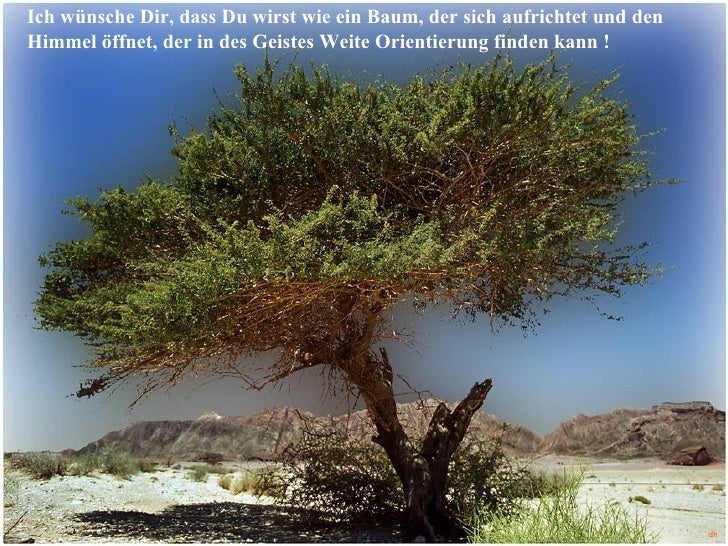 Wie Ist Ein Leben Baum Das Wie Ist Ein Leben Baum Das